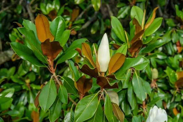 Bahan_Traders_Rare_Southern_Magnolia_White_(Magnolia_Grandiflora)_Him_Champa_Rukh_Kamal_Udaypadma_Oothambal_Lily_Tree_Parijaat_Live_Plant