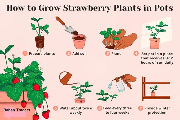 Bahan_Traders_Sweet_Strawberry_Fruit_Plant_Rasaali_Red_Charlie_Variety_-_1_Healthy_Exotic_Live_Plant_With_Pot