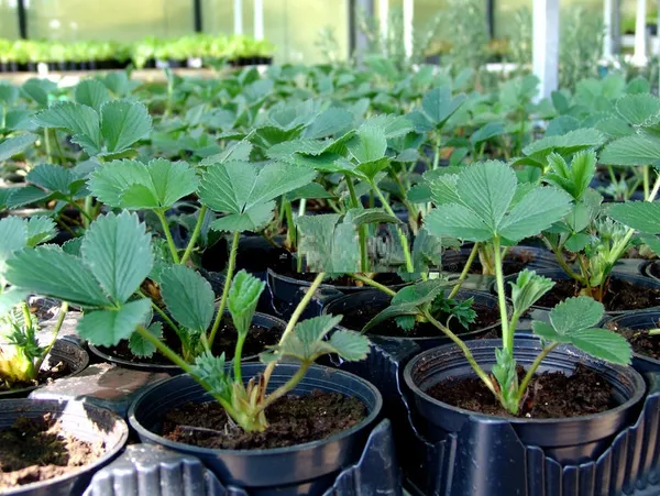 Bahan_Traders_Sweet_Strawberry_Fruit_Plant_Rasaali_Red_Charlie_Variety_-_1_Healthy_Exotic_Live_Plant_With_Pot