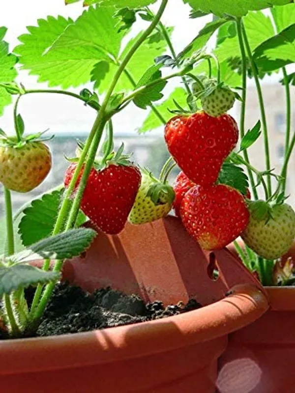 Bahan_Traders_Sweet_Strawberry_Fruit_Plant_Rasaali_Red_Charlie_Variety_-_1_Healthy_Exotic_Live_Plant_With_Pot