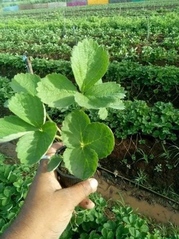 Bahan_Traders_Sweet_Strawberry_Fruit_Plant_Rasaali_Red_Charlie_Variety_-_1_Healthy_Exotic_Live_Plant_With_Pot