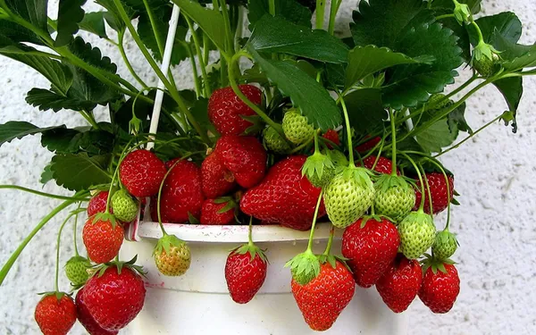 Bahan_Traders_Sweet_Strawberry_Fruit_Plant_Rasaali_Red_Charlie_Variety_-_1_Healthy_Exotic_Live_Plant_With_Pot