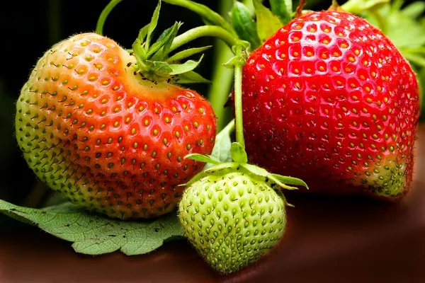 Bahan_Traders_Sweet_Strawberry_Fruit_Plant_Rasaali_Red_Charlie_Variety_-_1_Healthy_Exotic_Live_Plant_With_Pot
