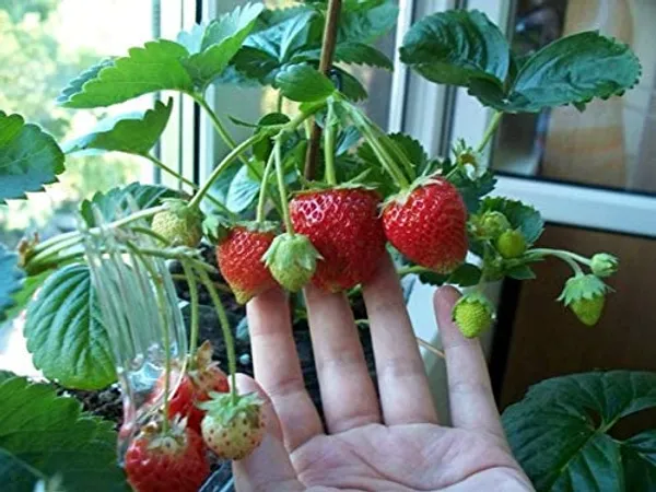 Bahan_Traders_Sweet_Strawberry_Fruit_Plant_Rasaali_Red_Charlie_Variety_-_1_Healthy_Exotic_Live_Plant_With_Pot