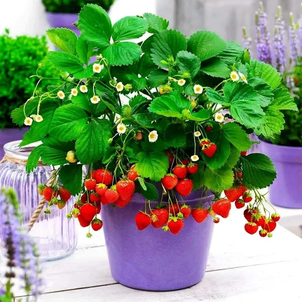 Bahan_Traders_Sweet_Strawberry_Fruit_Plant_Rasaali_Red_Charlie_Variety_-_1_Healthy_Exotic_Live_Plant_With_Pot