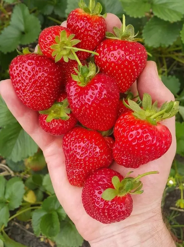 Bahan_Traders_Sweet_Strawberry_Fruit_Plant_Rasaali_Red_Charlie_Variety_-_1_Healthy_Exotic_Live_Plant_With_Pot