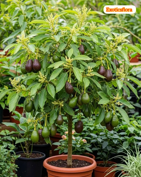 Thai_Hass_Varitey_Avocado_Hybrid_Fruit_Seedling_Plant_(Pack_Of_-_1)