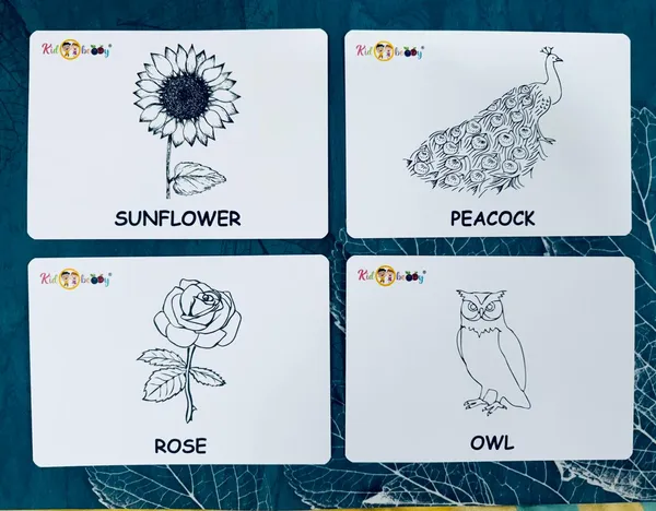 Birds_And_Flowers_Flash_Cards_For_Kids