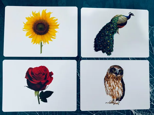 Birds_And_Flowers_Flash_Cards_For_Kids