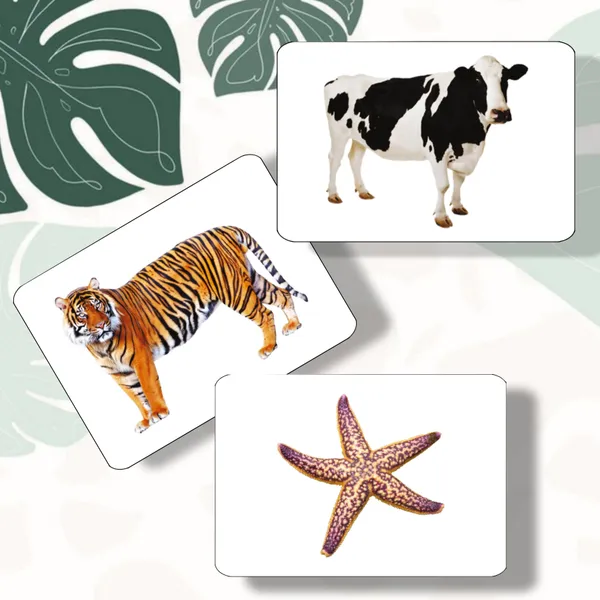 Animal_Flash_Cards_For_Kids