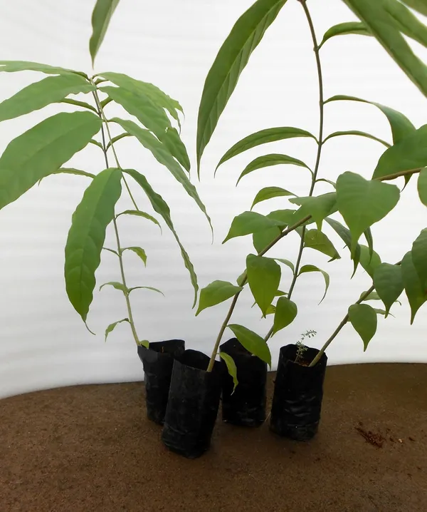 Black_Plastic_Grow_Bags_12Cm_X_6Cm_50_Pieces