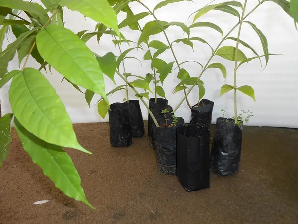 Black_Plastic_Grow_Bags_12Cm_X_6Cm_50_Pieces