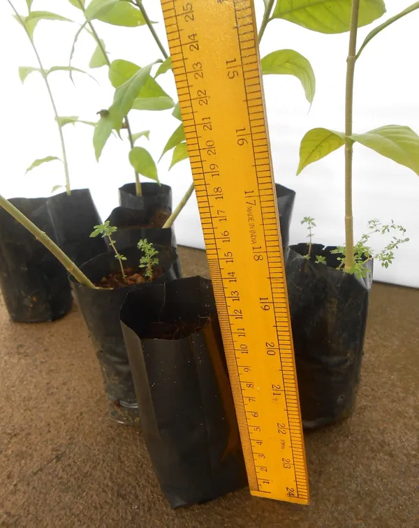 Black_Plastic_Grow_Bags_12Cm_X_6Cm_50_Pieces