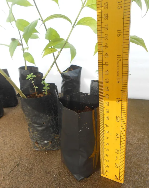 Black_Plastic_Grow_Bags_12Cm_X_6Cm_50_Pieces