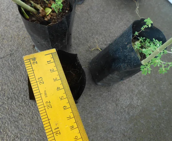 Black_Plastic_Grow_Bags_12Cm_X_6Cm_50_Pieces