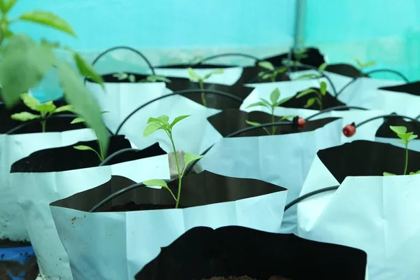 Grow_Bags_24X24X40_Cm_Strong_Stitching_Terrace_Balcony_Garden_Use_Portable_Weight_Durable_Outdoor_Planters_Pack_Of_100