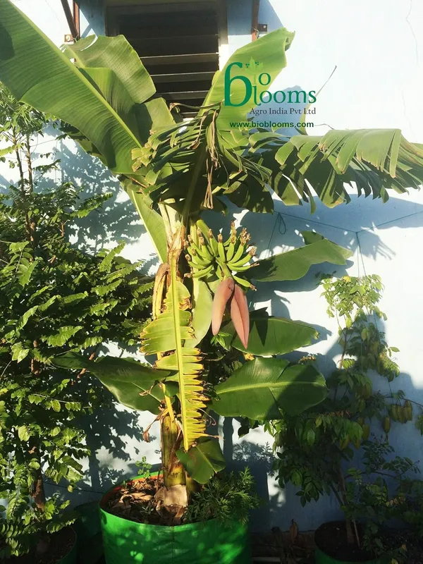 Green_&_Orange_36X36Inch_Hdpe_Plant_Grow_Bags_For_Terrace_Gardening_1_Piece_Outdoor_Use