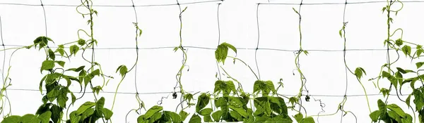Blue_&_Black_Plant_Climbing_Creeper_Plant_Support_Net_3_X_5_M
