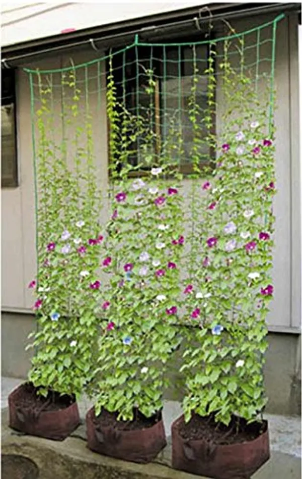 Blue_&_Black_Plant_Climbing_Creeper_Plant_Support_Net_3_X_5_M