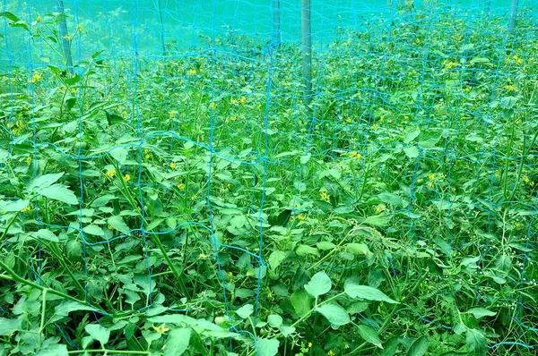 Blue_&_Black_Plant_Climbing_Creeper_Plant_Support_Net_3_X_5_M