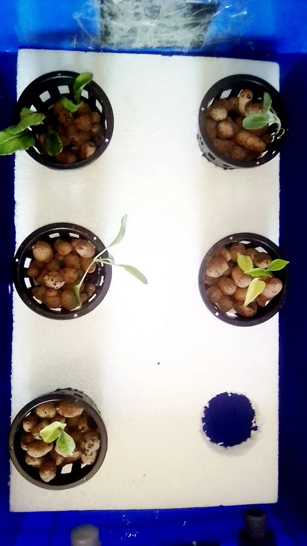 Black_Netted_Pots_For_Hydroponic_Aquaponic_Pot_Set_Of_4_Pcs