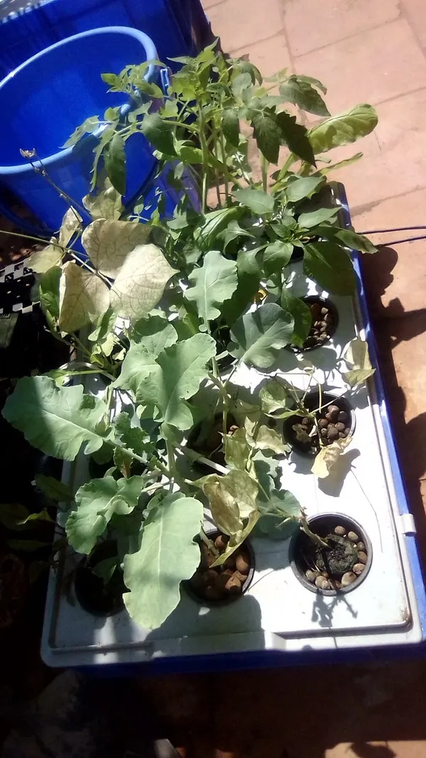 Black_Netted_Pots_For_Hydroponic_Aquaponic_Pot_Set_Of_4_Pcs