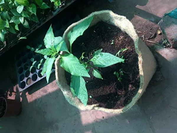 Beige_Jute_Grow_Bags_7_X_9_Inches_For_Eco_Friendly_Gardens_Easy_Grow_Bags_For_All_Plants_Absorbs_Water_Air_Breath_For_Roots_Set_Of_4_Bags