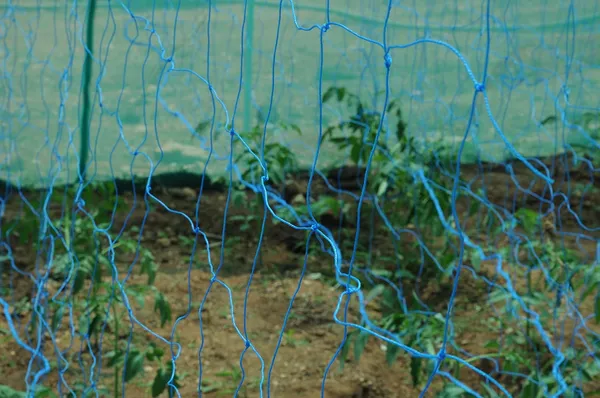 Blue_Plant_Climbing_Creeper_Plant_Support_Net_For_Agriculture_And_Gardening_1.5_X_3_M_3.5_X_10_Ft