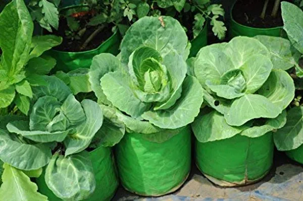 Green_12X12Inch_Hdpe_Plant_Grow_Bags_For_Terrace_Gardening_Pack_Of_10_Outdoor_Use