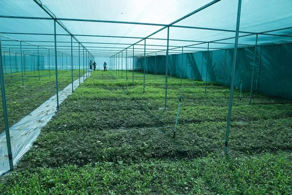 Black_Gardening_Shade_Net_50%_Shade_3X10_Meters_Role_Uv_Treated_Safety_Net
