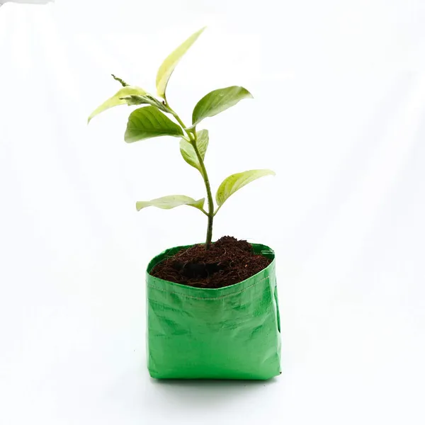 Green_6X6Inch_Hope_Plant_Grow_Bags_For_Terrace_Gardening_Pack_Of_10_Outdoor_Use