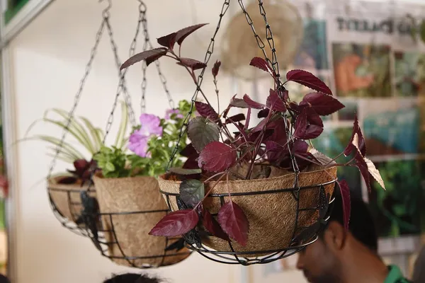 Brown_Coir_Hanging_Pot_10_Inches_Metal_Basket_With_Chain_Pack_Of_4_Outdoor_Use