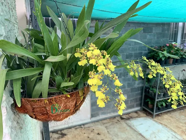 Brown_Coir_Hanging_Pot_10_Inches_Metal_Basket_With_Chain_Pack_Of_4_Outdoor_Use