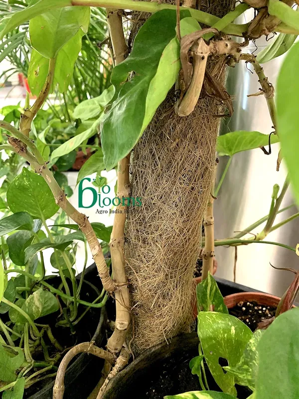 Brown_Coco_Pole_Coir_Moss_Stick_Plant_Creepers_Support_1_Feet_4_Pieces_Indoor_And_Outdoor_Uses
