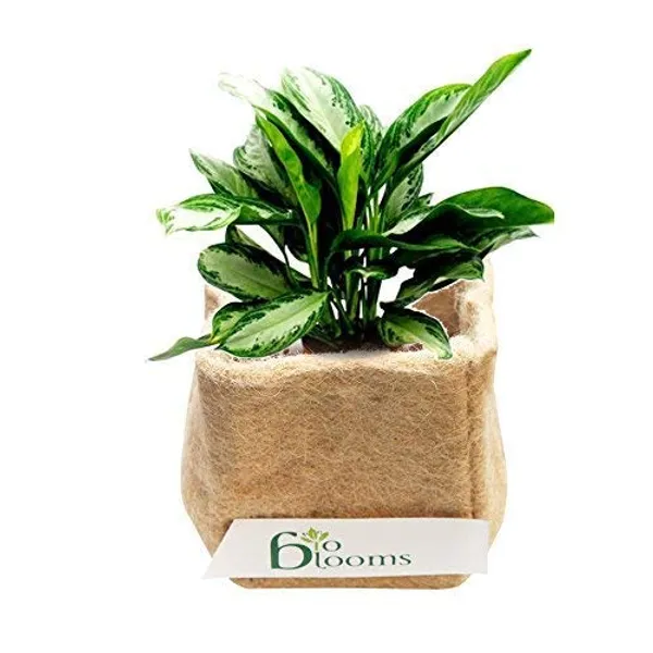 Brown_Agro_India_Absorbs_Water_Air_Breath_For_Roots_Jute_Grow_Bag_For_Ecofriendly_Gardens_For_All_Plants_7X9_Inches_Set_Of_4