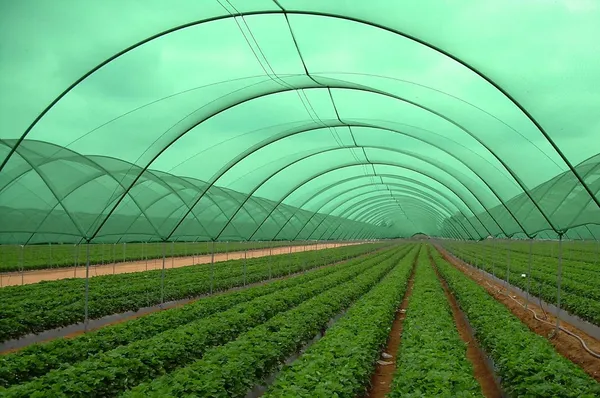 Green_Gardening_Shade_Net_50%_Shade_10Ftx10Ft_Role_Full_Uv_Treated_Long_Life