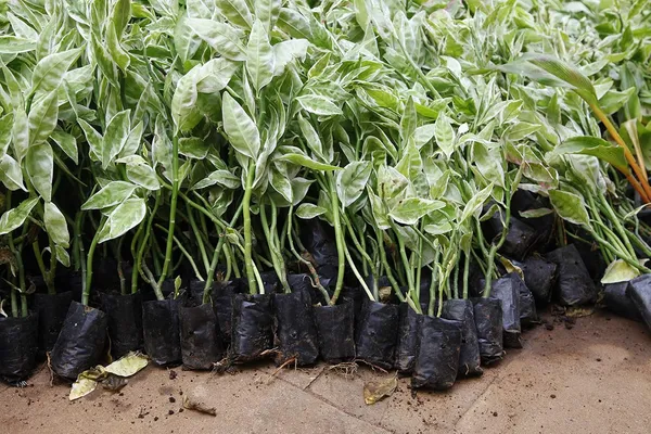 Black_Nursery_Cover_For_Seedling_Germination_4X6_Inch_Pack_Of_100_Outdoor_Use