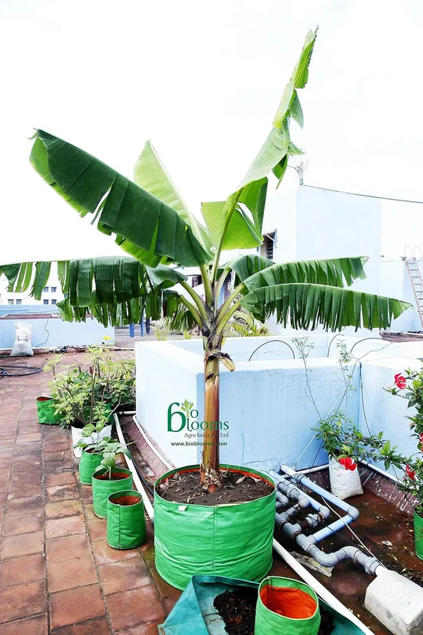 Green_&_Orange_36X36_Inch_Hdpe_Plant_Grow_Bags_For_Terrace_Gardening_Pack_Of_10_Outdoor_Use