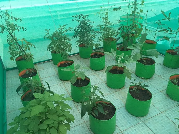Green_&_Orange_15X15Inch_Hdpe_Plant_Grow_Bags_For_Terrace_Gardening_Pack_Of_10_Outdoor_Use