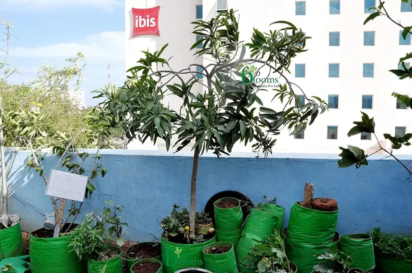 Green_&_Orange_15X15Inch_Hdpe_Plant_Grow_Bags_For_Terrace_Gardening_Pack_Of_10_Outdoor_Use
