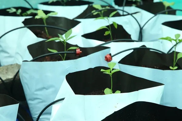 Black_&_White_Smart_Garden_Ldpe_Grow_Bags_For_Terrace_Gardening_20_Pcs_Big_Size_28X28X60Cms_Uv_Stabilized_Grow_Bags_20_Bags