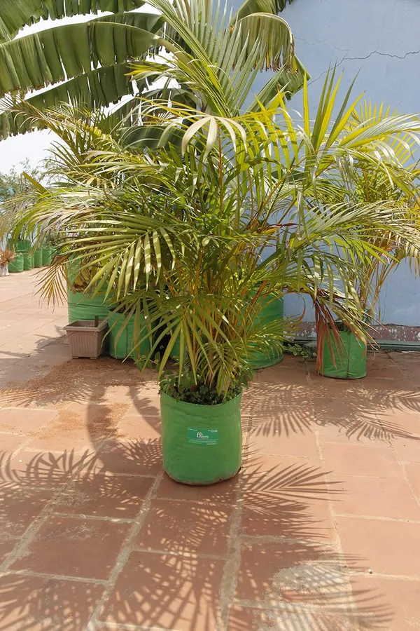 Bioblooms_Agro_India_9X9Inch_Hdpe_Plant_Grow_Bags_For_Terrace_Gardening_Pack_Of_10_Outdoor_Use