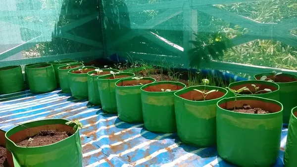 Bioblooms_Agro_India_9X9Inch_Hdpe_Plant_Grow_Bags_For_Terrace_Gardening_Pack_Of_10_Outdoor_Use