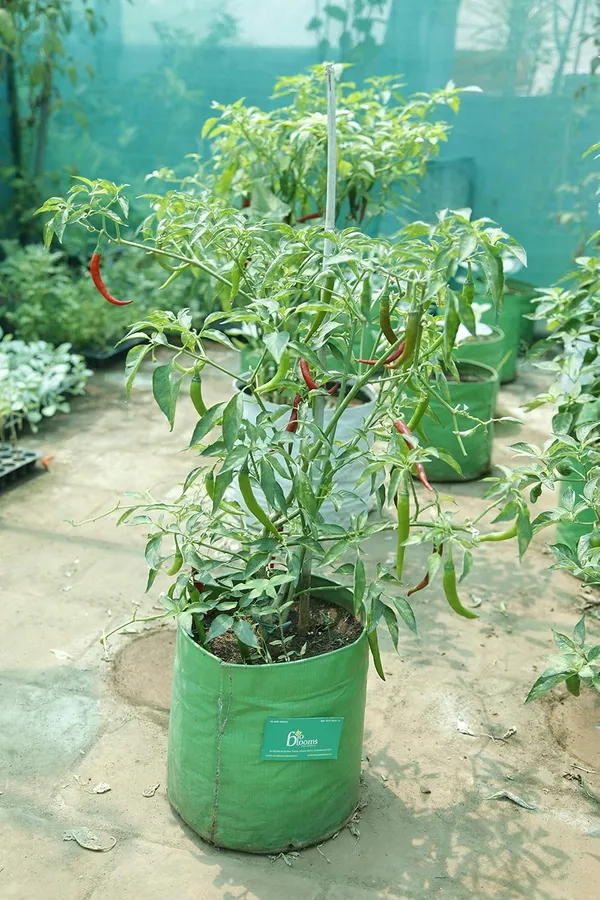 Bioblooms_Agro_India_9X9Inch_Hdpe_Plant_Grow_Bags_For_Terrace_Gardening_Pack_Of_10_Outdoor_Use