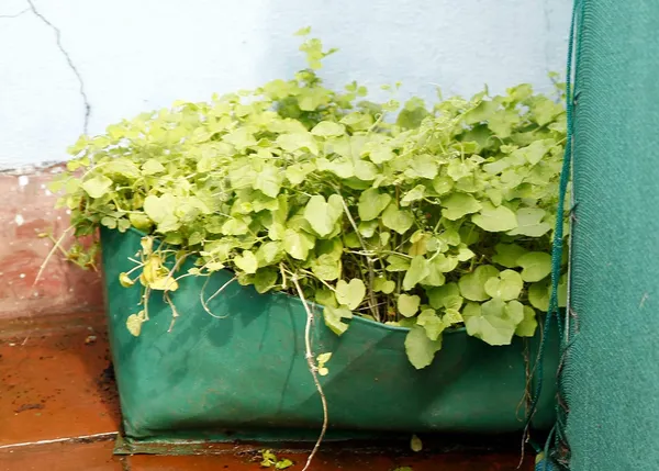 Green_&_Orange_24X12X12_Inch_Hope_Rectangular_Grow_Bags_For_Terrace_Gardening_5_Pieces_Outdoor_Use
