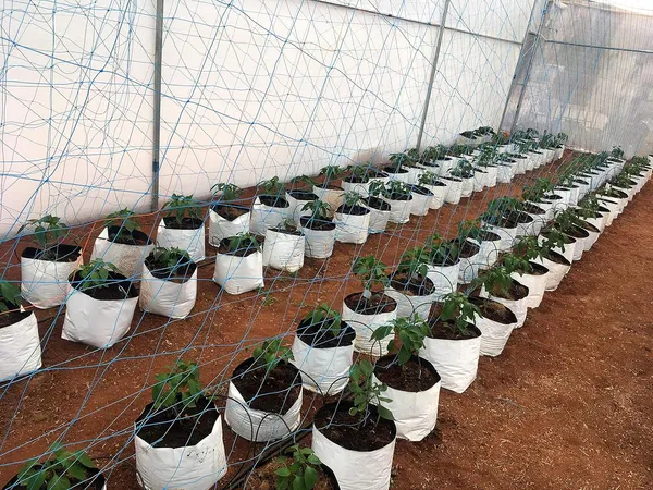 Multicolour_Tarpaulin_Plastic_Grow_Bag_For_Terrace_Planting_16X16X30_Cm_Pack_Of_20