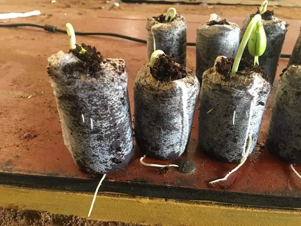 Brown_Coir_Seedling_Coins_Cocopeat_Disc_50_Mm_Plant_Starter_Plugs_60_Pcs