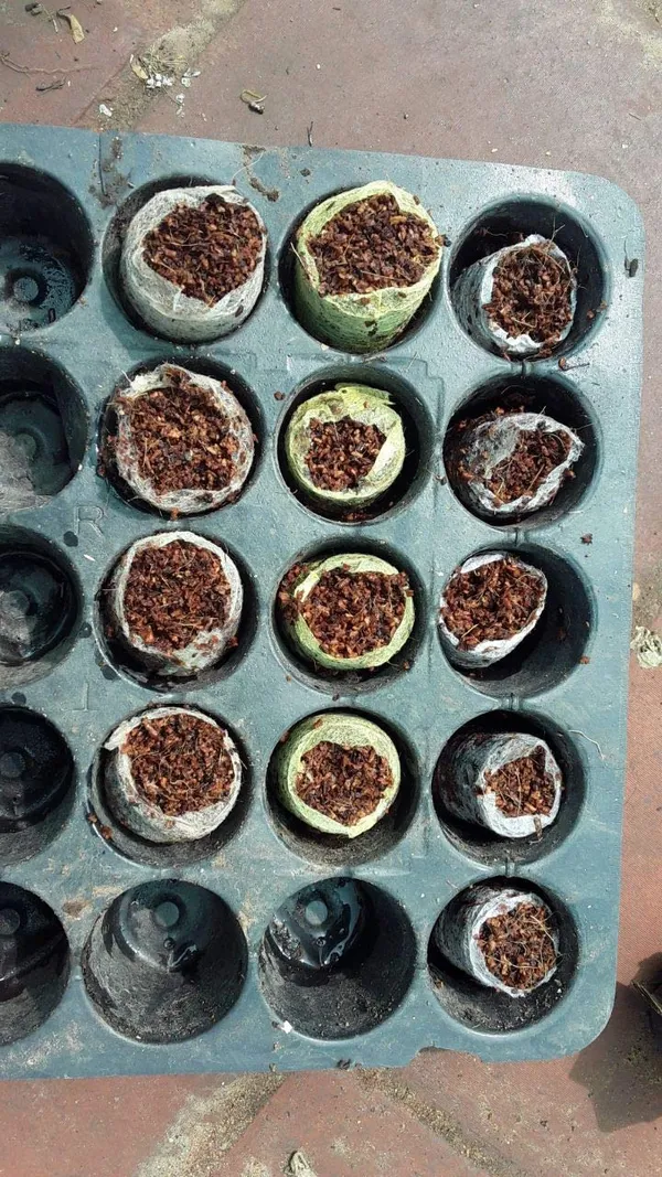 Brown_Coir_Seedling_Coins_Cocopeat_Disc_50_Mm_Plant_Starter_Plugs_60_Pcs