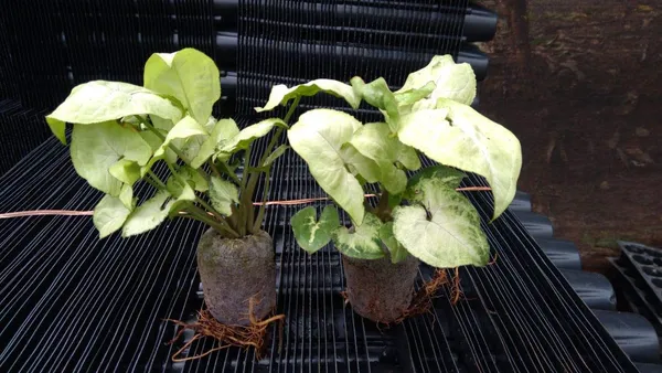 Brown_Coir_Seedling_Coins_Cocopeat_Disc_50_Mm_Plant_Starter_Plugs_60_Pcs