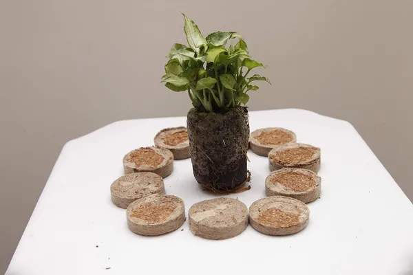 Brown_Coir_Seedling_Coins_Cocopeat_Disc_50_Mm_Plant_Starter_Plugs_60_Pcs